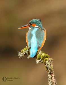 Kingfisher (Alcedo atthis) Garry Smith